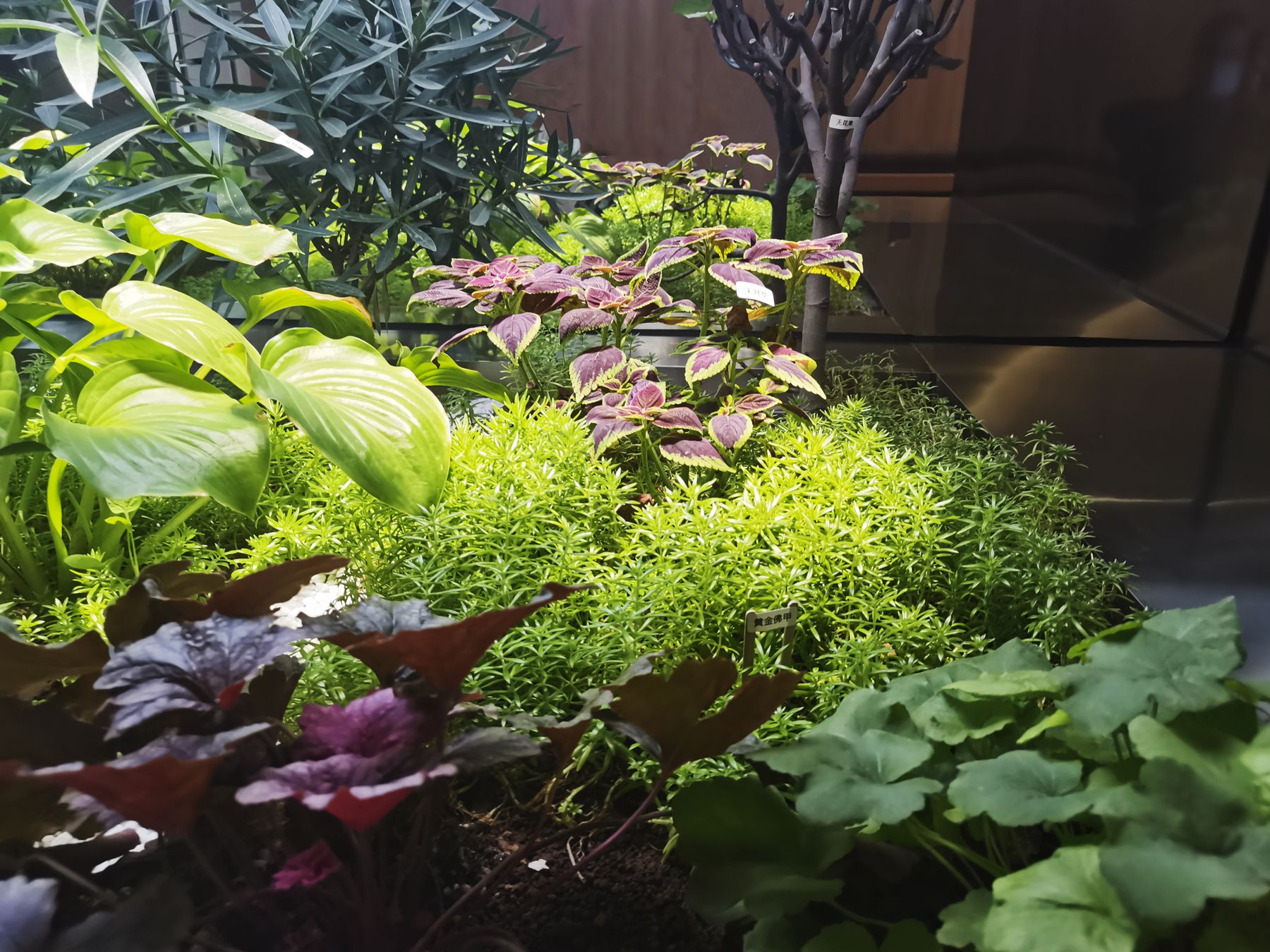 Close-up of the medicinal herb planting beneath the atrium skylights at the same medical clinic, showing the daylight supporting healthy plant growth indoors.